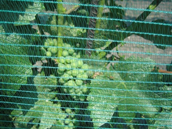 Agroflor Wespen- und Hagelschutznetz mit Knopflochleiste, 0,75 x 250 m, 1502075250