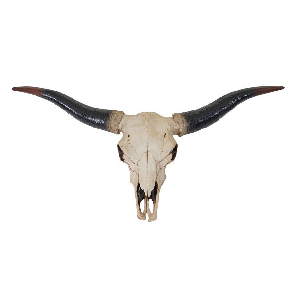 Mendler décoration crâne 75cm HWC-A14, trophée tête de taureau longhorn en polyrésine, intérieur/extérieur naturel, 60929