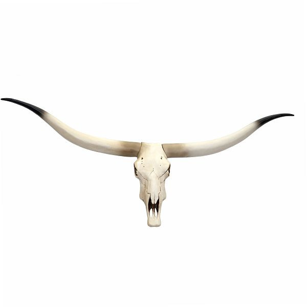 Décoration Mendler crâne de vache HWC-D32, trophée de longhorn tête de taureau tête d'animal, polyrésine 103x43x11cm, 62698