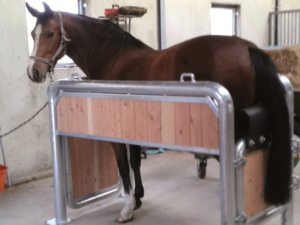 Banc d'examen Growi pour chevaux, environ 105 largeur x 209 longueur x 130 hauteur cm, 10087100