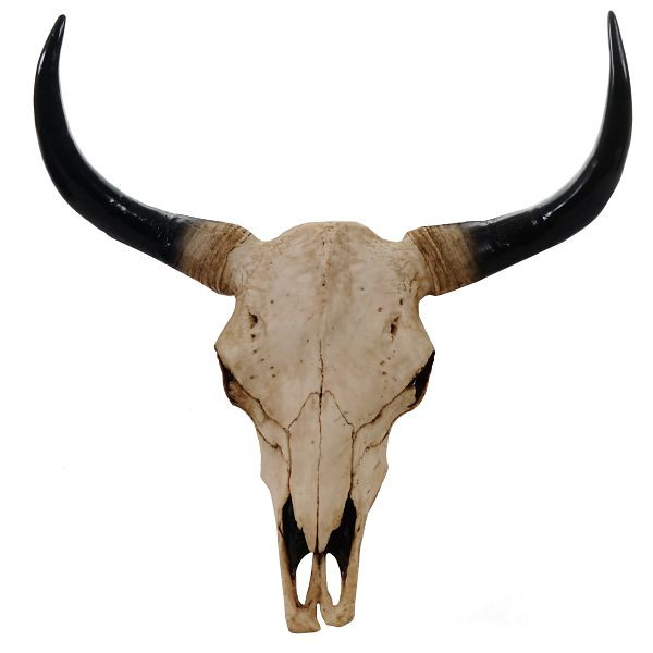 Tête de mort décorative Mendler 64cm, trophée tête de taureau longhorn en polyrésine, intérieur/extérieur, naturel, 44702